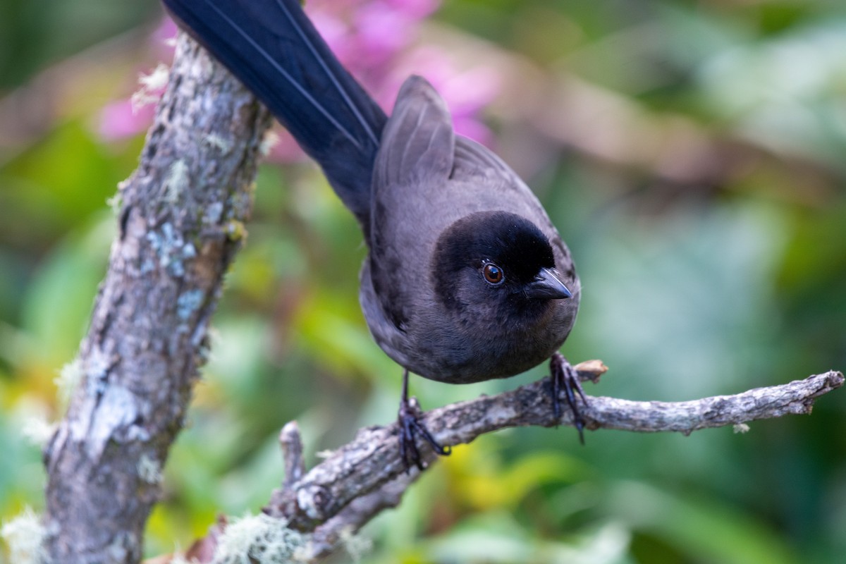 Yellow-thighed Brushfinch - ML237088841