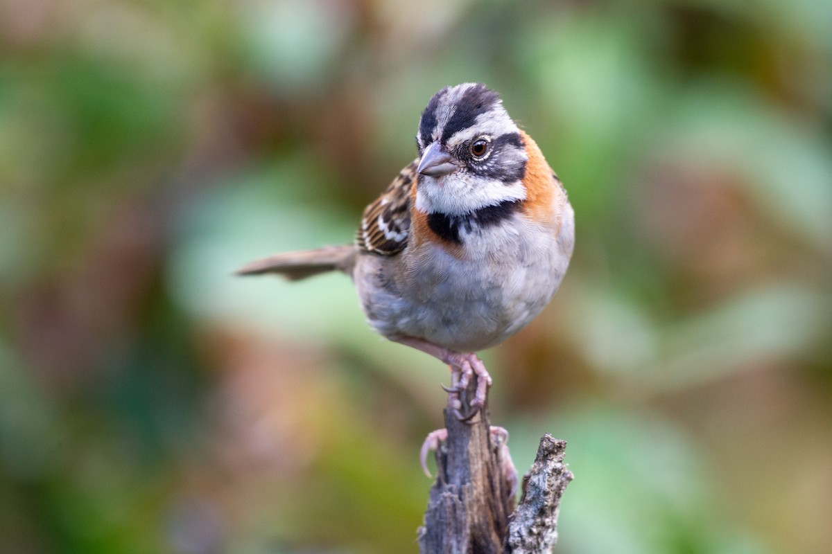 Rufous-collared Sparrow - ML237089321