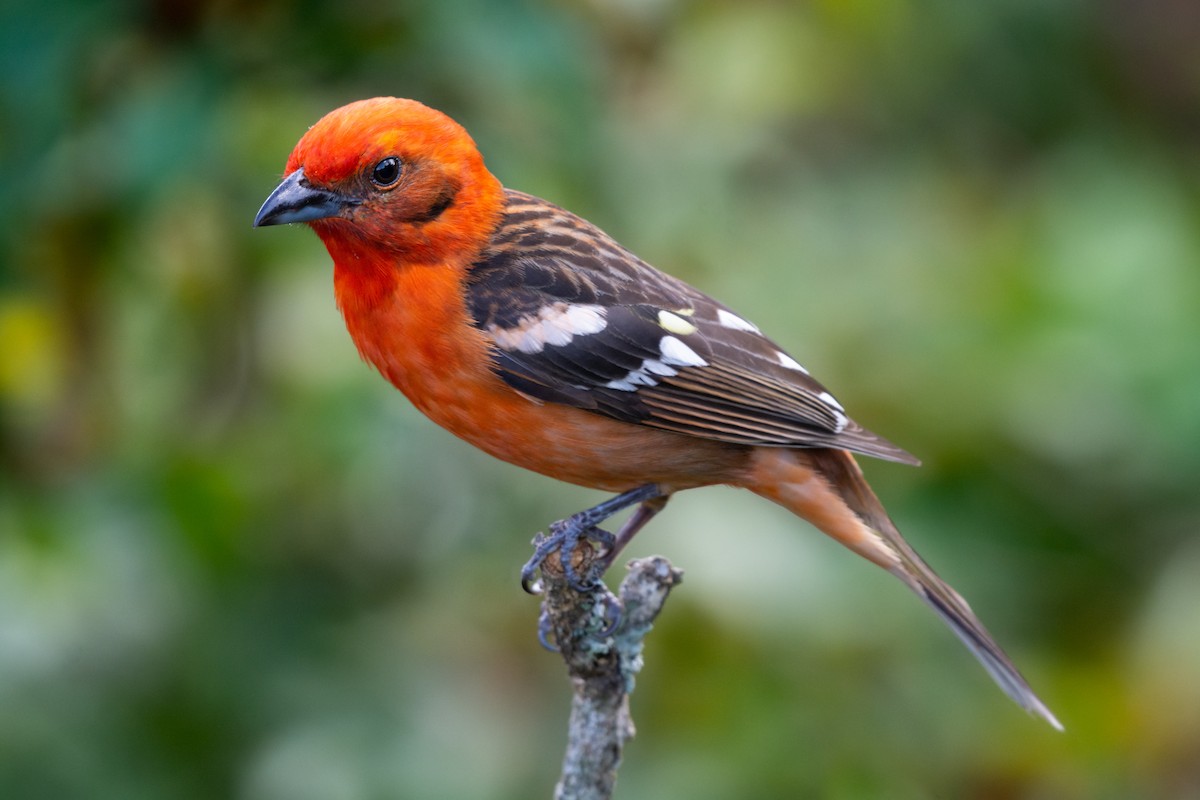 Flame-colored Tanager - ML237089421