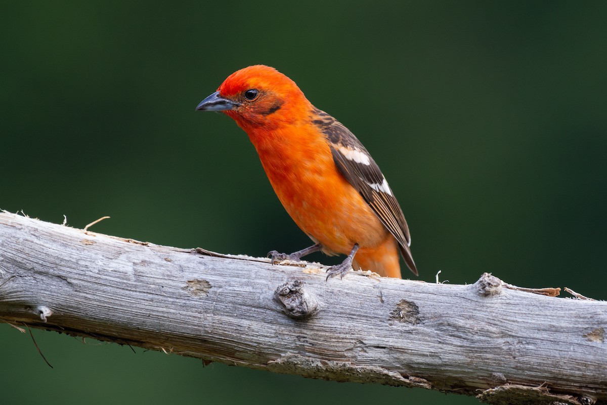 Flame-colored Tanager - ML237089431