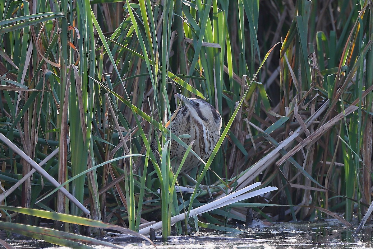 Great Bittern - ML237089491