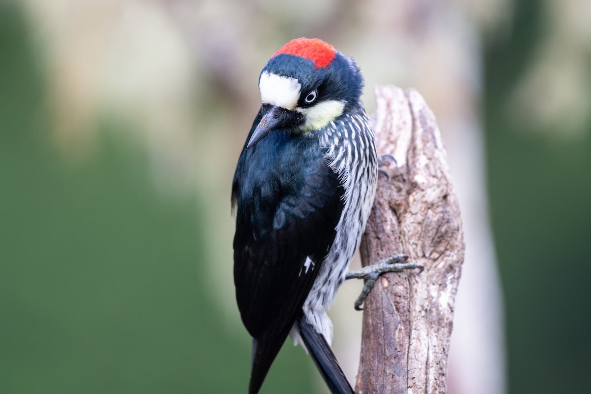 Acorn Woodpecker - ML237089641