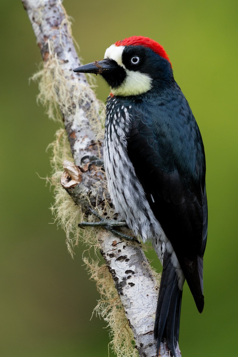 Acorn Woodpecker - ML237089681