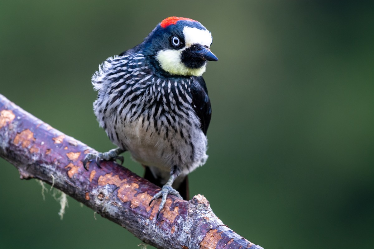 Acorn Woodpecker - ML237089691