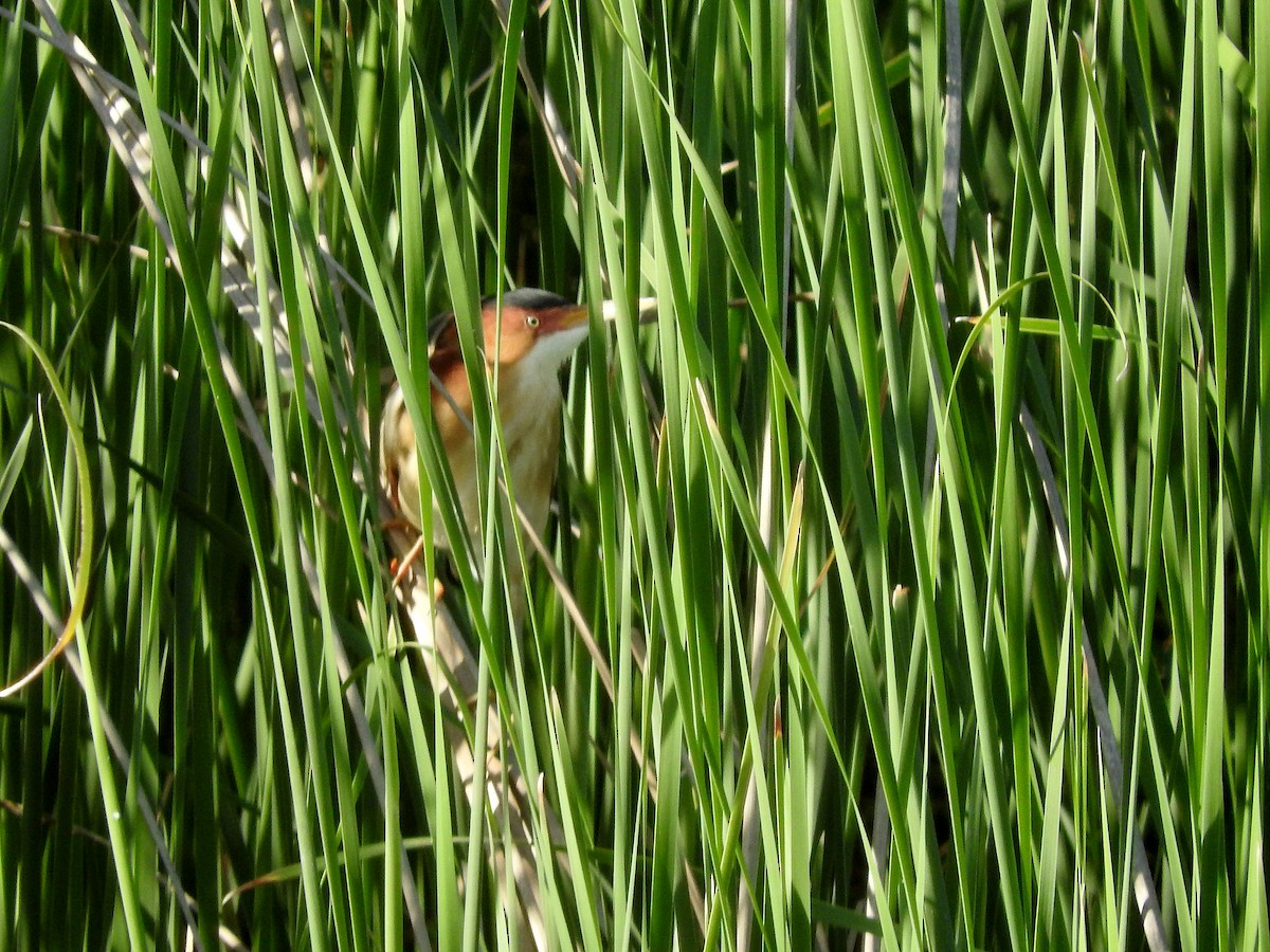 Least Bittern - ML237090161