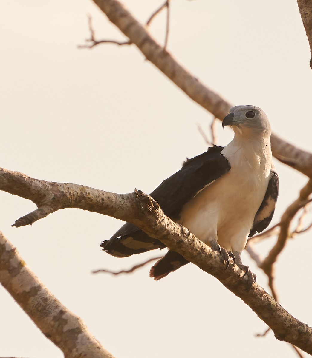 Gray-headed Kite - ML237091701