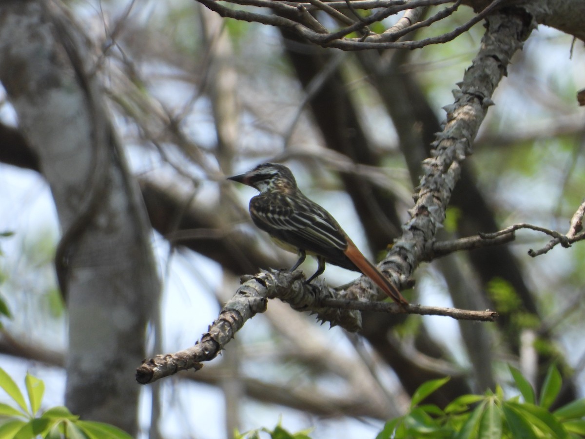 Sulphur-bellied Flycatcher - Adrianh Martinez-Orozco