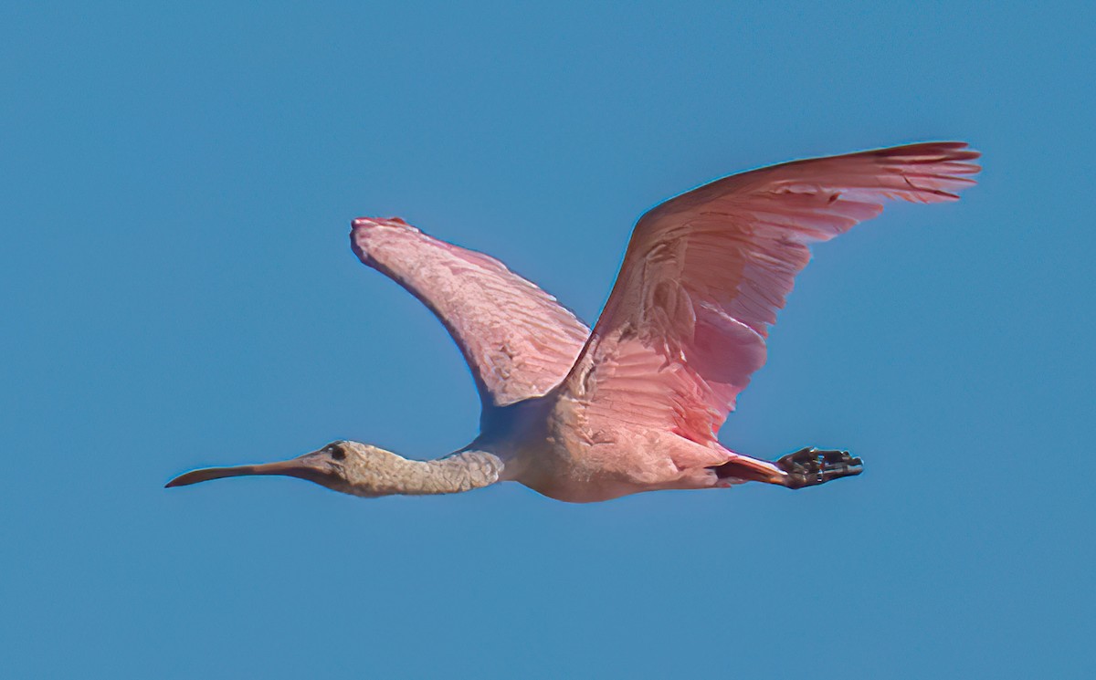 Roseate Spoonbill - Roger Uzun