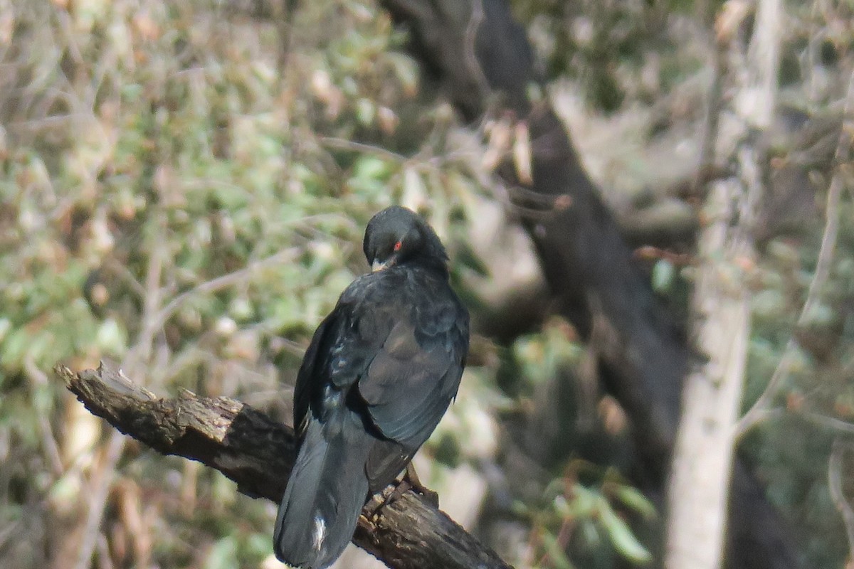 White-winged Chough - ML237094611