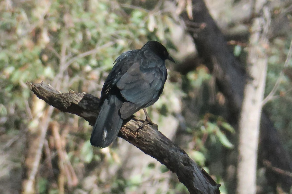 White-winged Chough - ML237094621