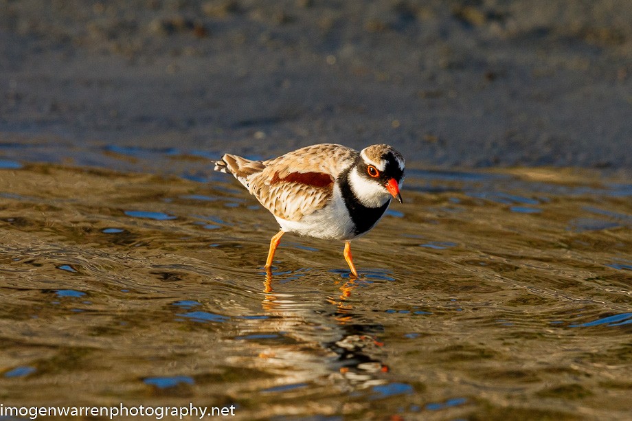 Black-fronted Dotterel - ML237095831