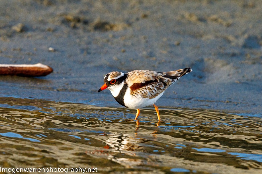 Black-fronted Dotterel - ML237095871