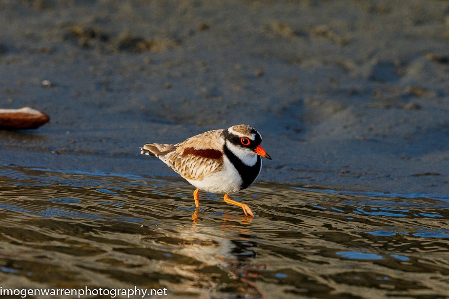 Black-fronted Dotterel - ML237095901