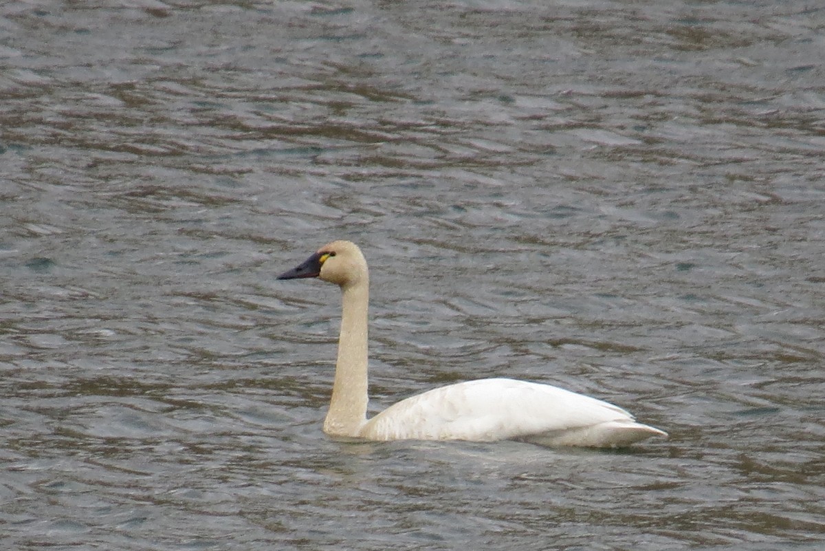 Tundra Swan - ML237096351