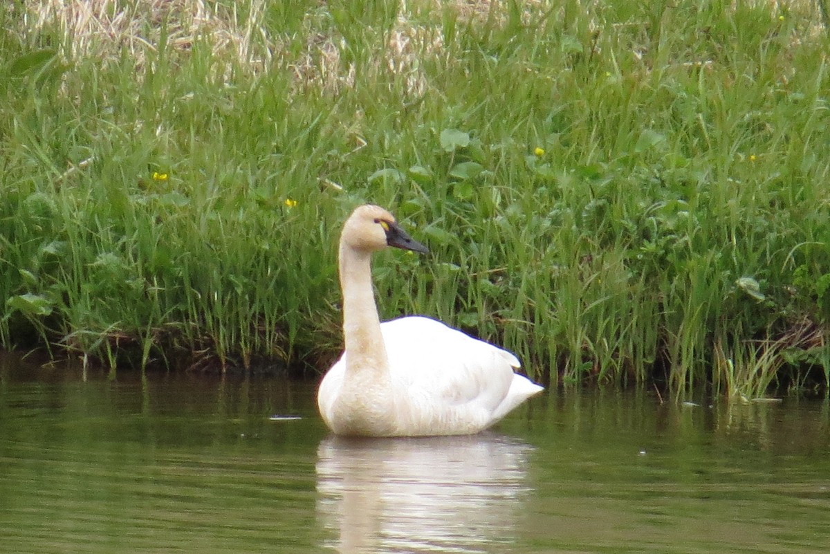 Tundra Swan - ML237096431