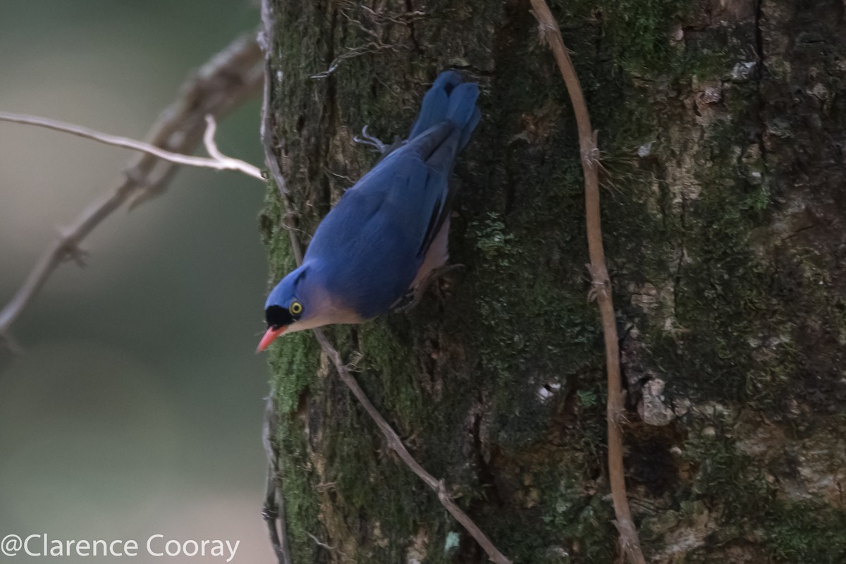 Velvet-fronted Nuthatch - ML237098201