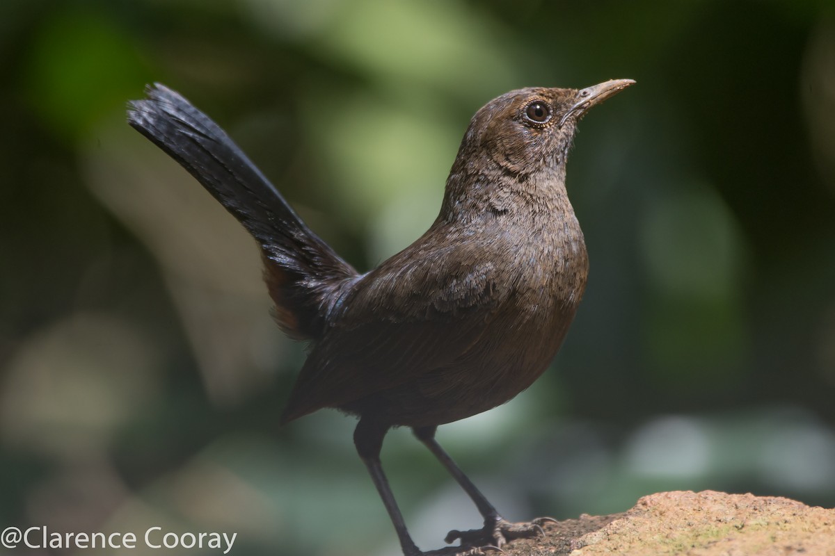 Indian Robin - ML237098251