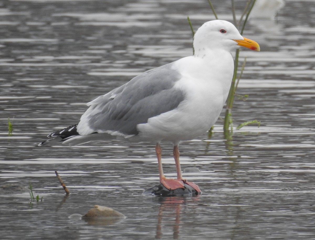 Vega/Mongolian Gull - ML237098891