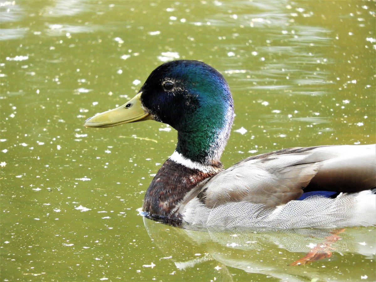 Mallard - ML237100721