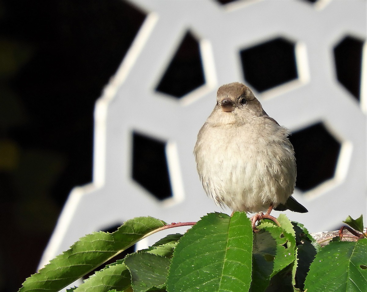 House Sparrow - ML237100811