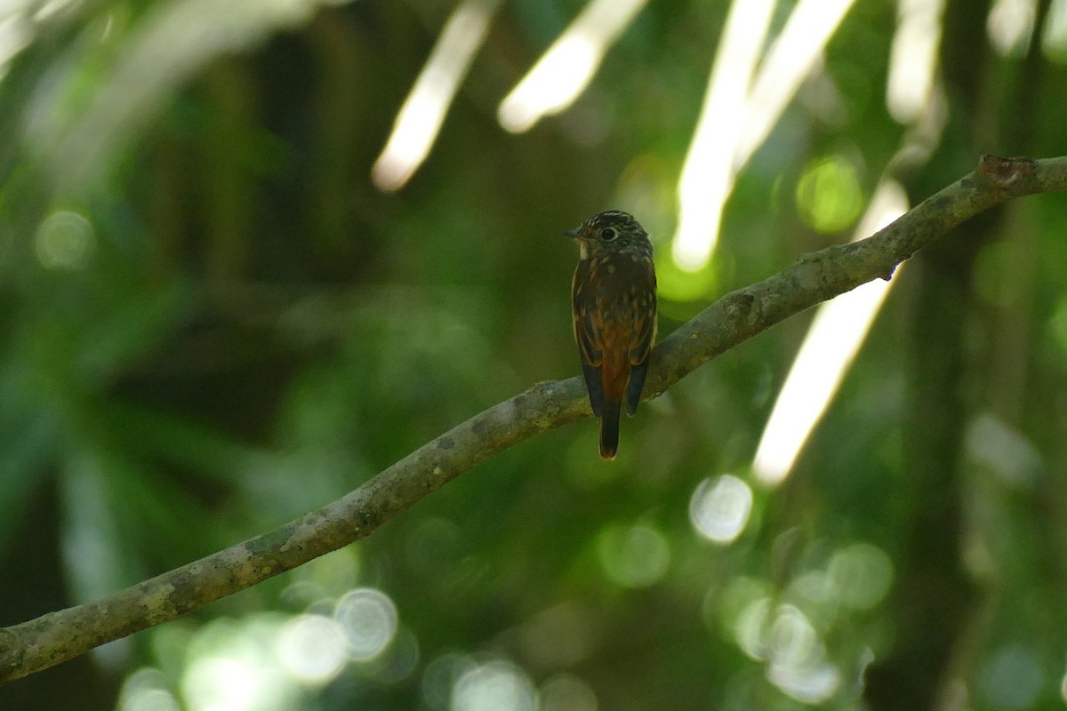 Gobemouche ferrugineux - ML23710141