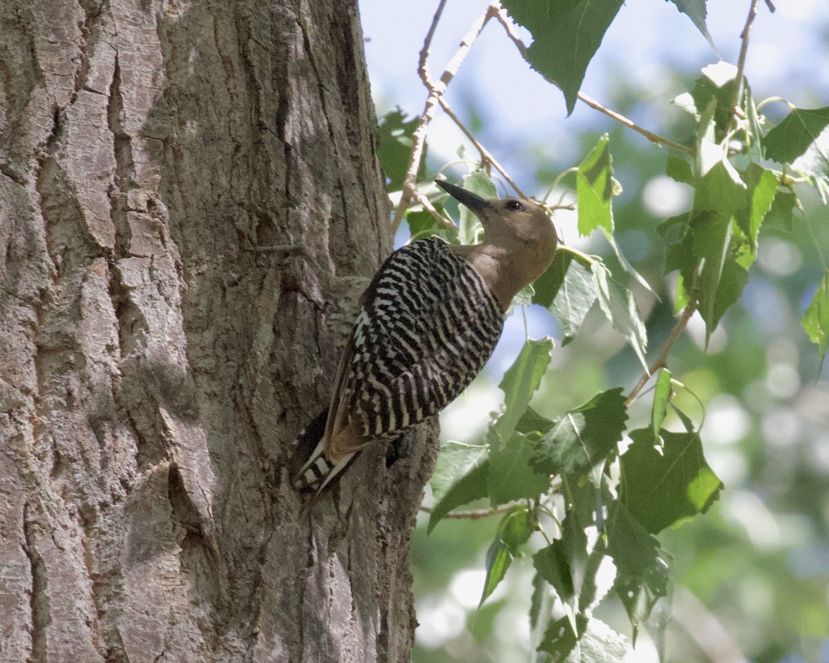 Gila Woodpecker - Terence Degan