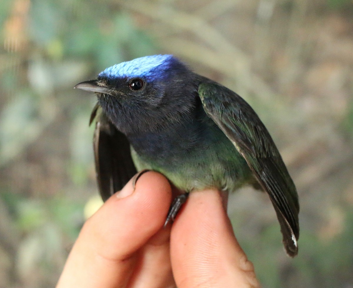 Manakin à tête bleue - ML237102841