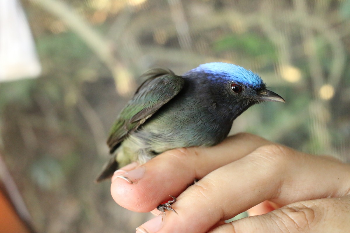 Manakin à tête bleue - ML237102851