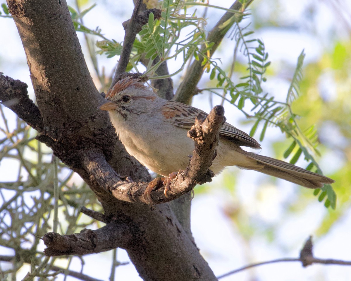 Rufous-winged Sparrow - ML237103441