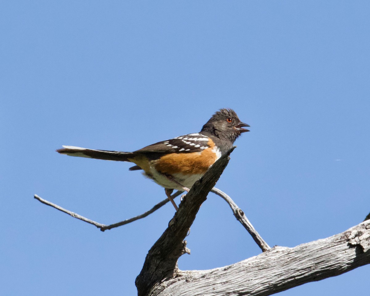 Spotted Towhee - ML237103761