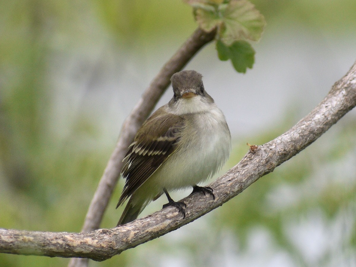 Willow Flycatcher - ML237104591