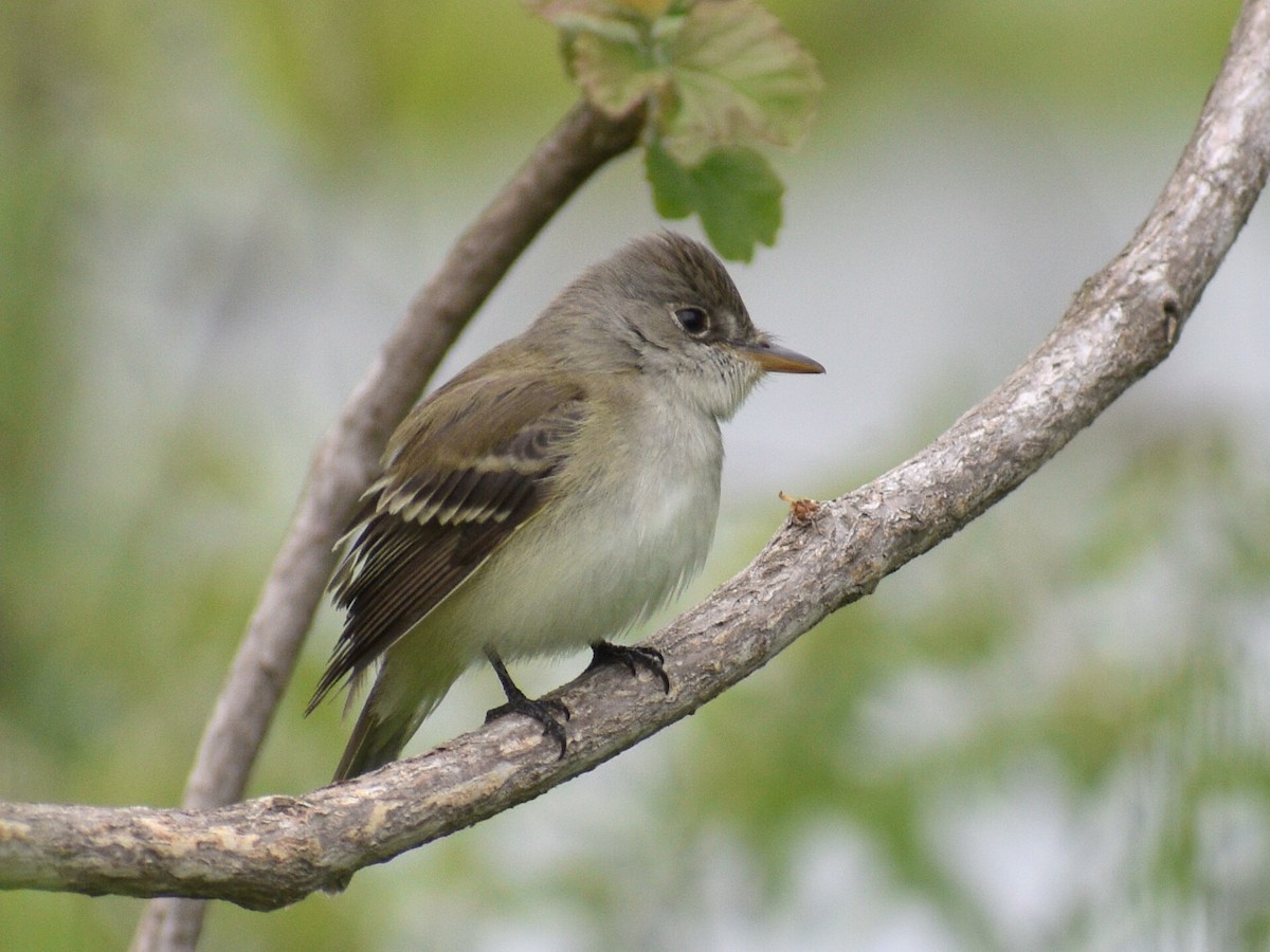 Willow Flycatcher - Patrick McGill