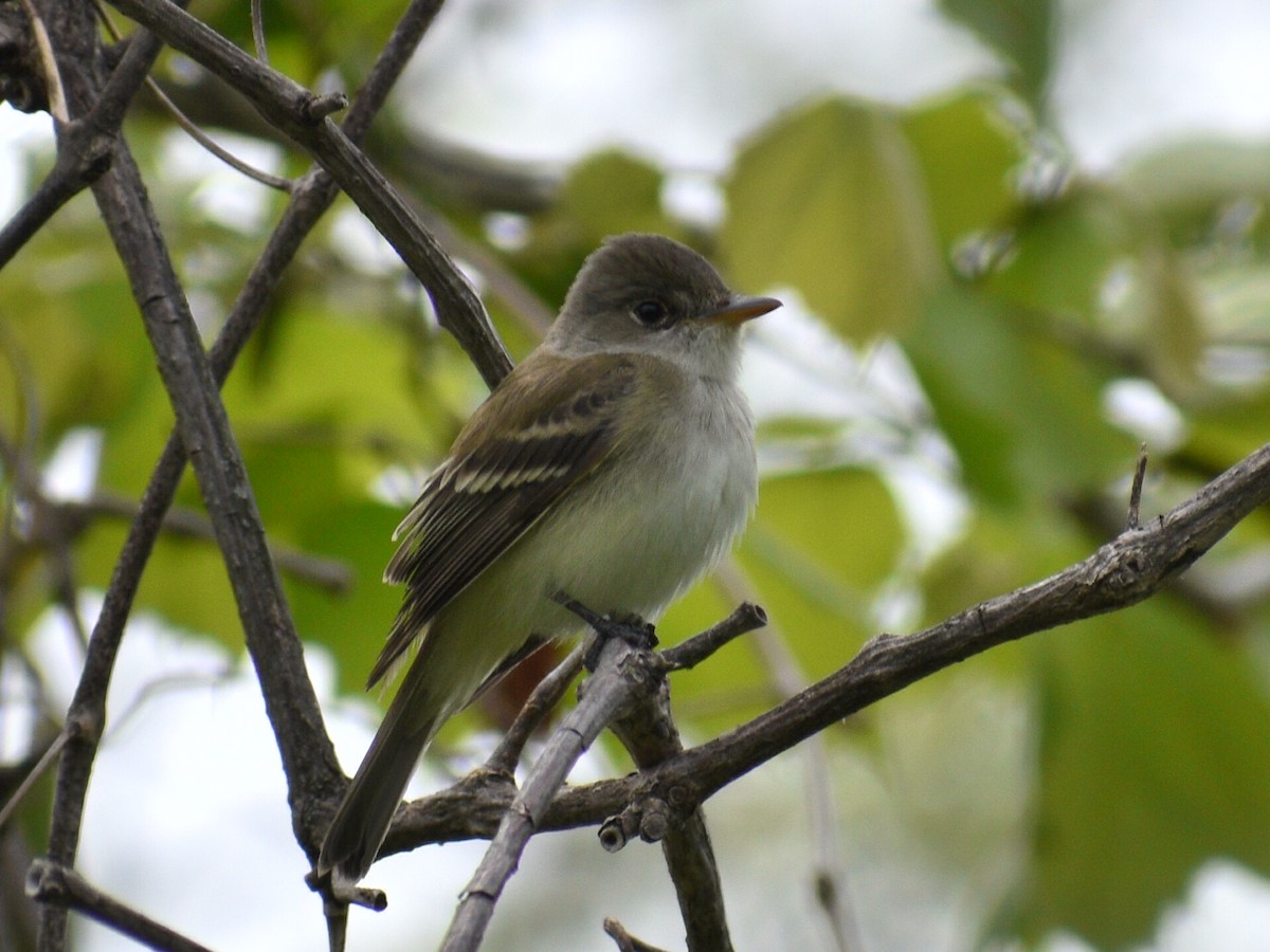 Willow Flycatcher - ML237104641