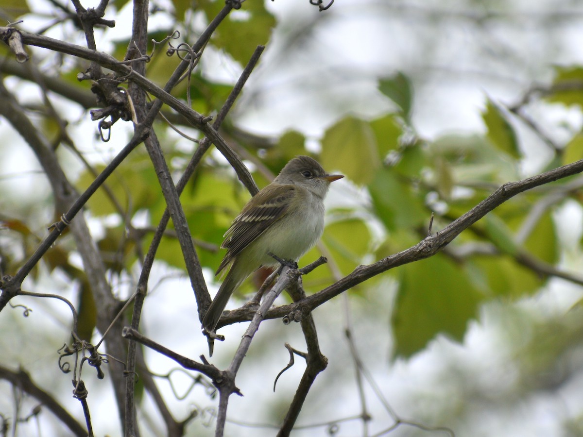 Willow Flycatcher - Patrick McGill