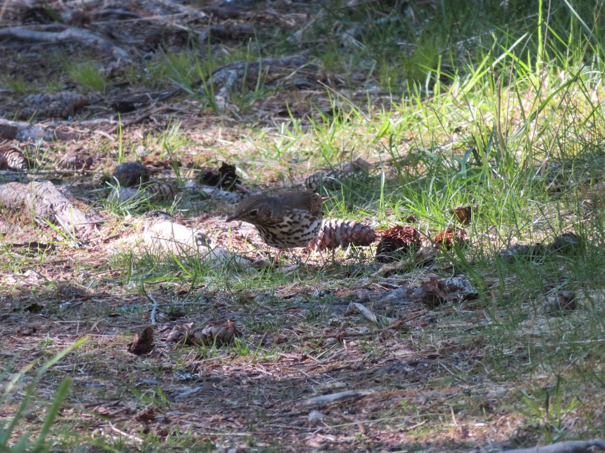 Song Thrush - ML237106981