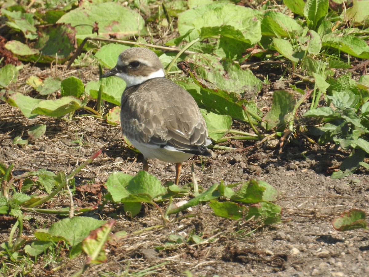 Little Ringed Plover - Gareth Parkes