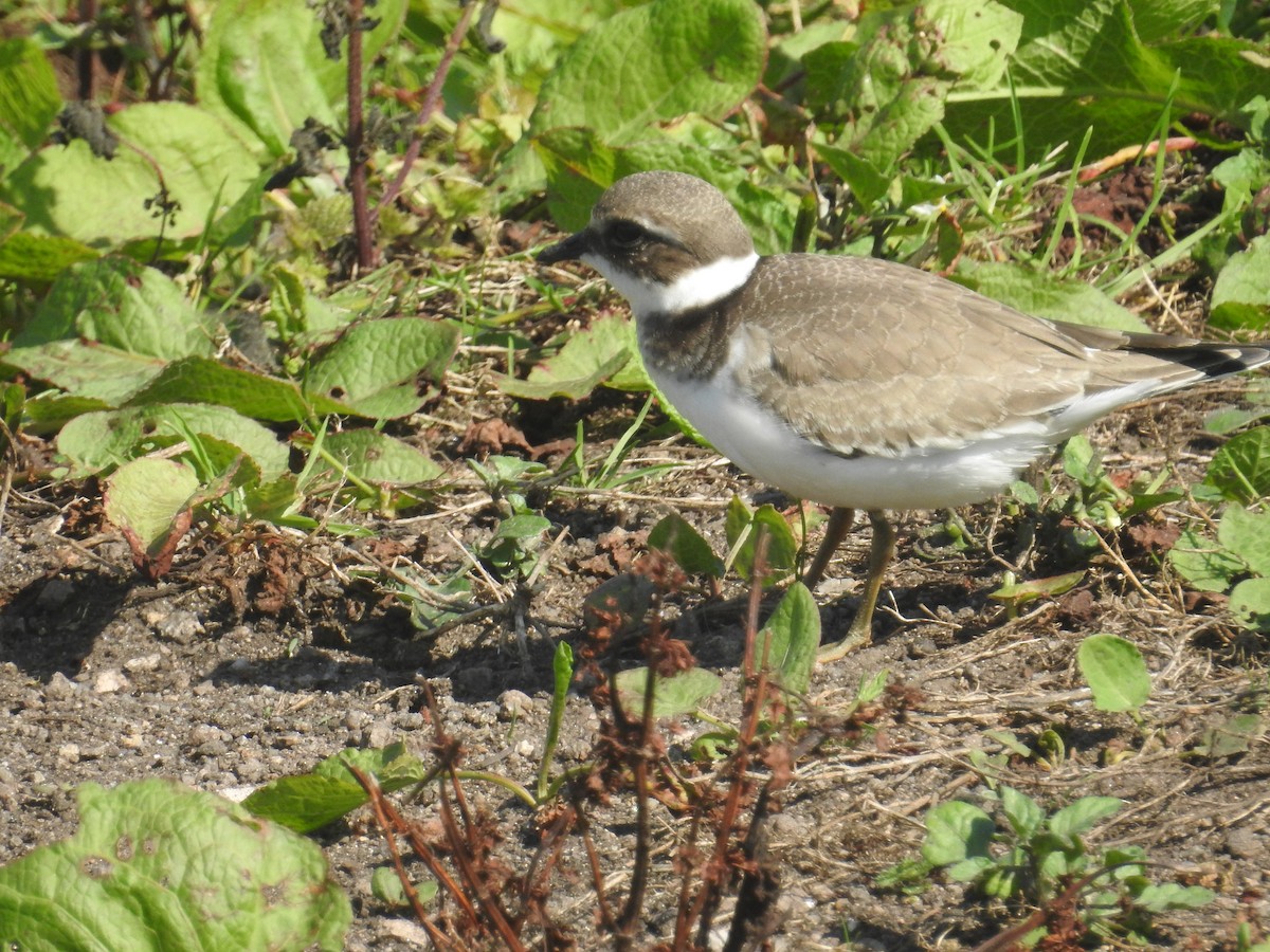 Little Ringed Plover - ML237107951