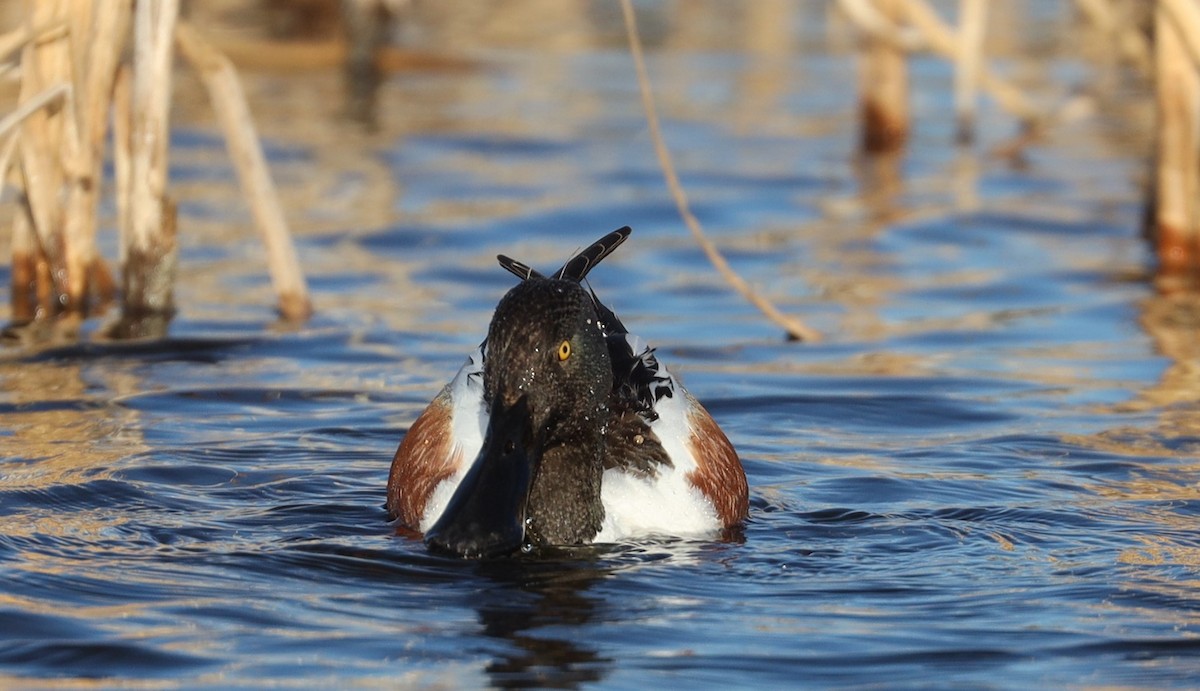 Northern Shoveler - ML237108511