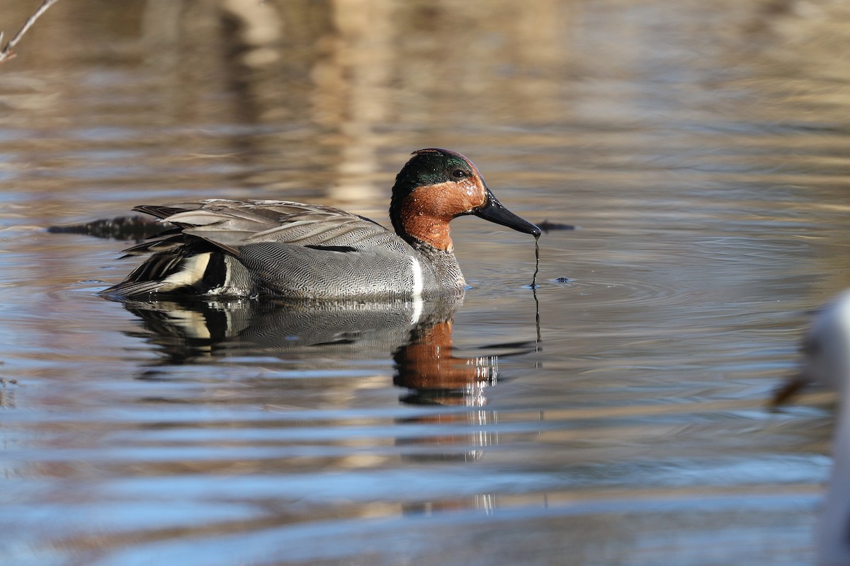 Green-winged Teal - ML237108551