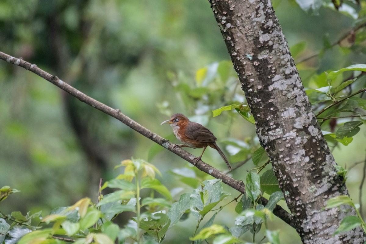 Rusty-cheeked Scimitar-Babbler - ML237108561