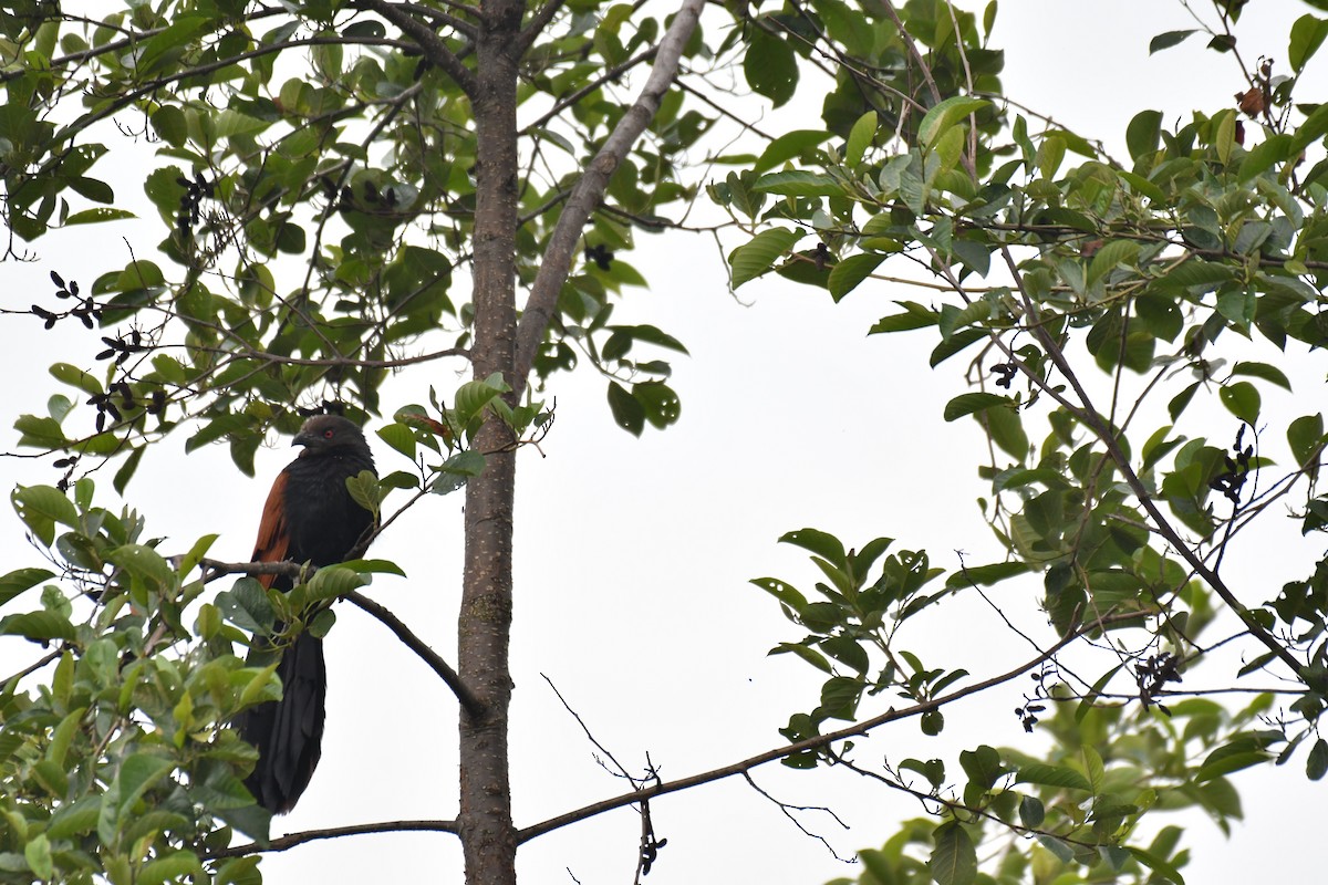Greater Coucal - ML237108721