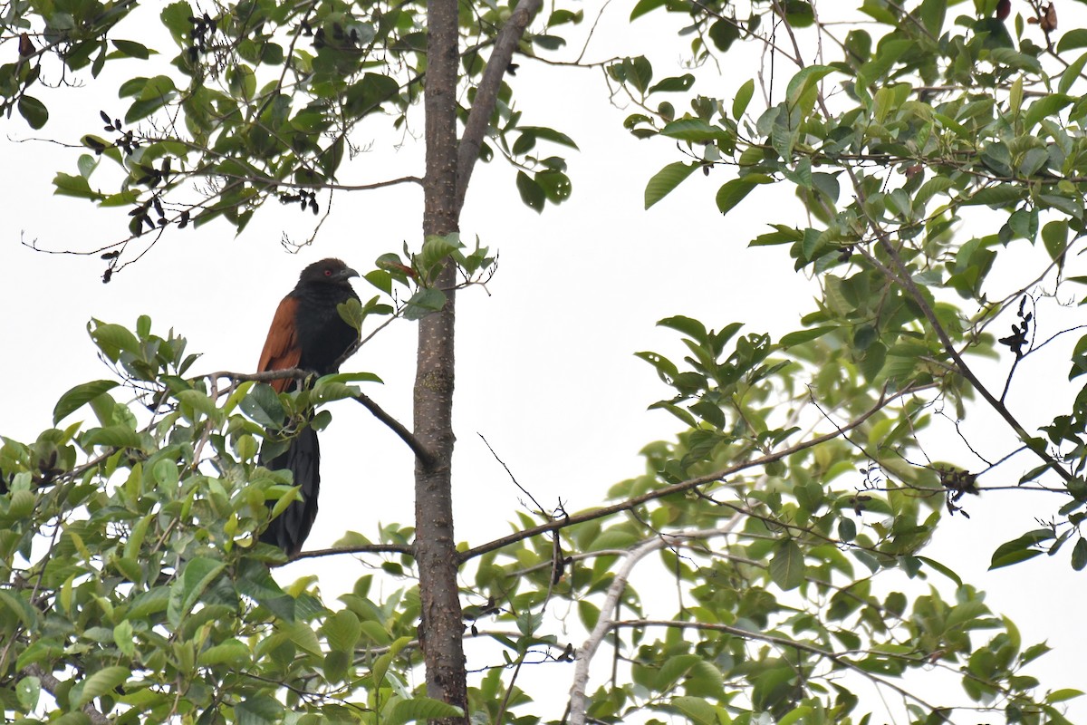 Greater Coucal - ML237108731