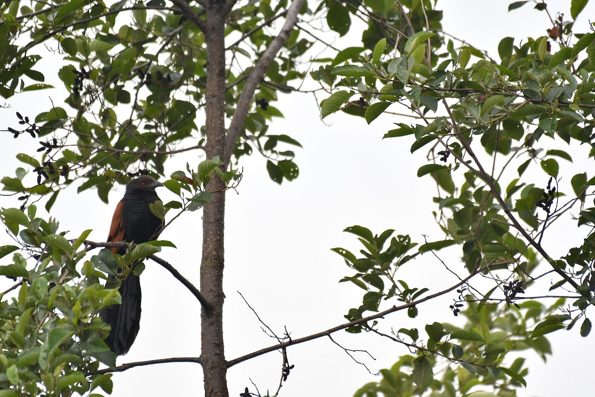 Greater Coucal - ML237108741