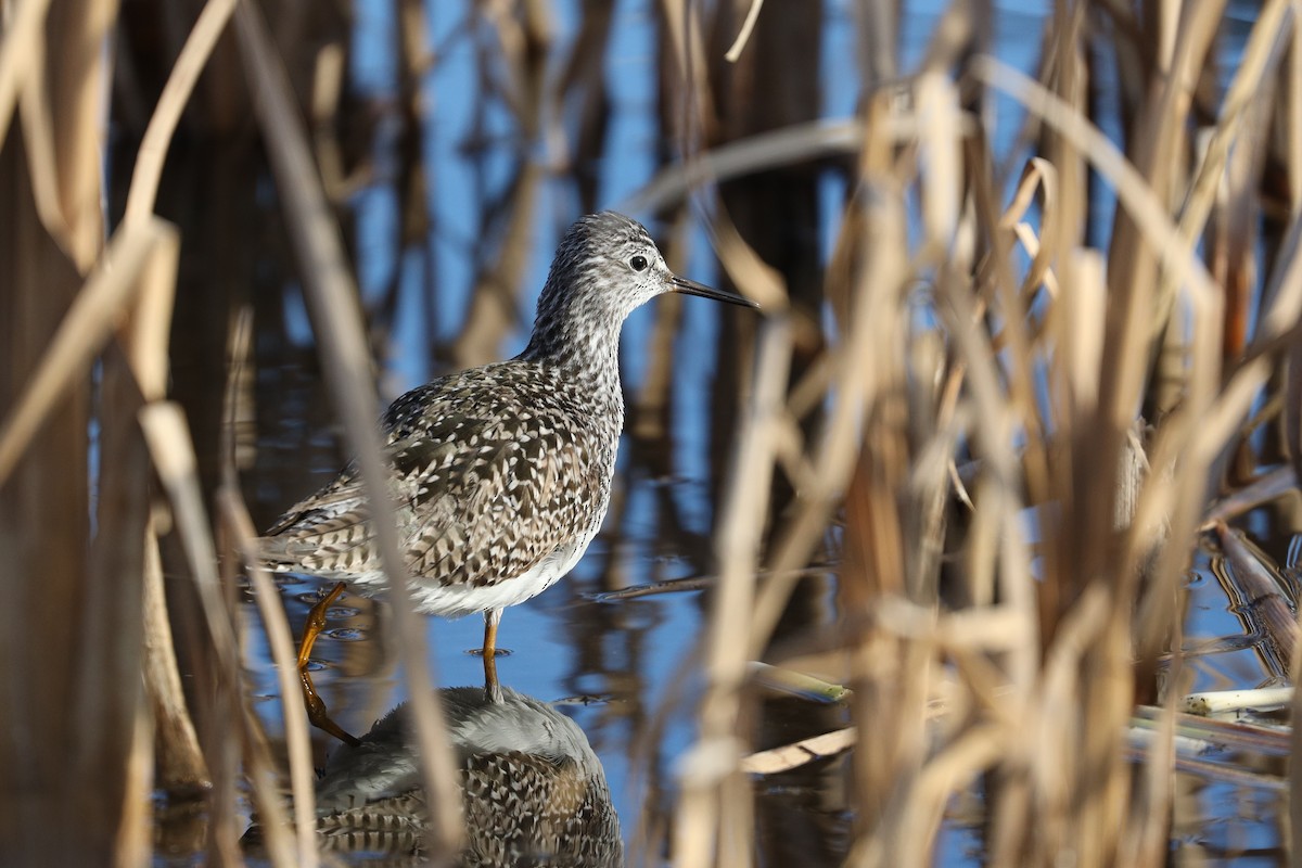 Lesser Yellowlegs - ML237108831