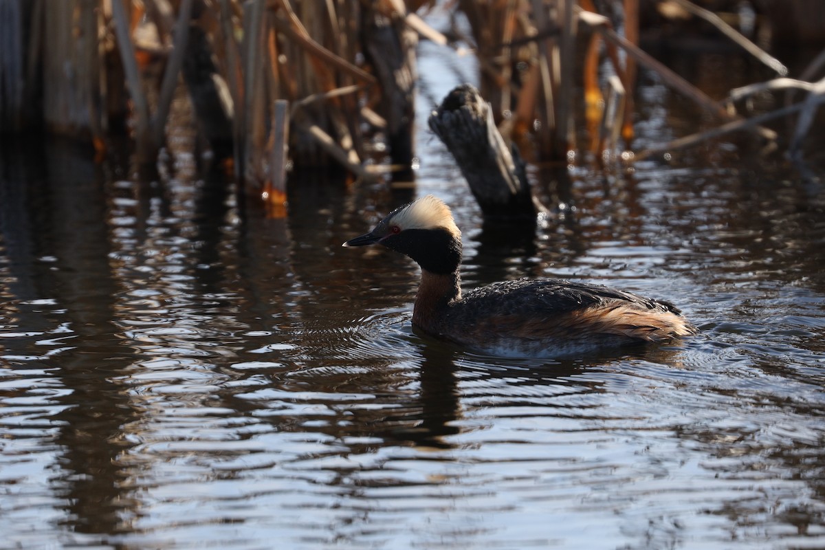 Horned Grebe - ML237108921