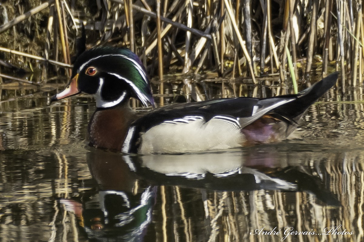 Wood Duck - André Gervais
