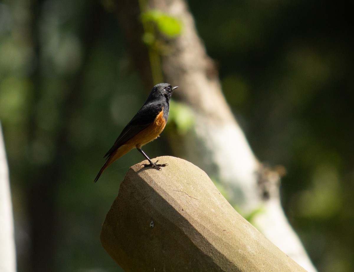 Black Redstart - ML237111281