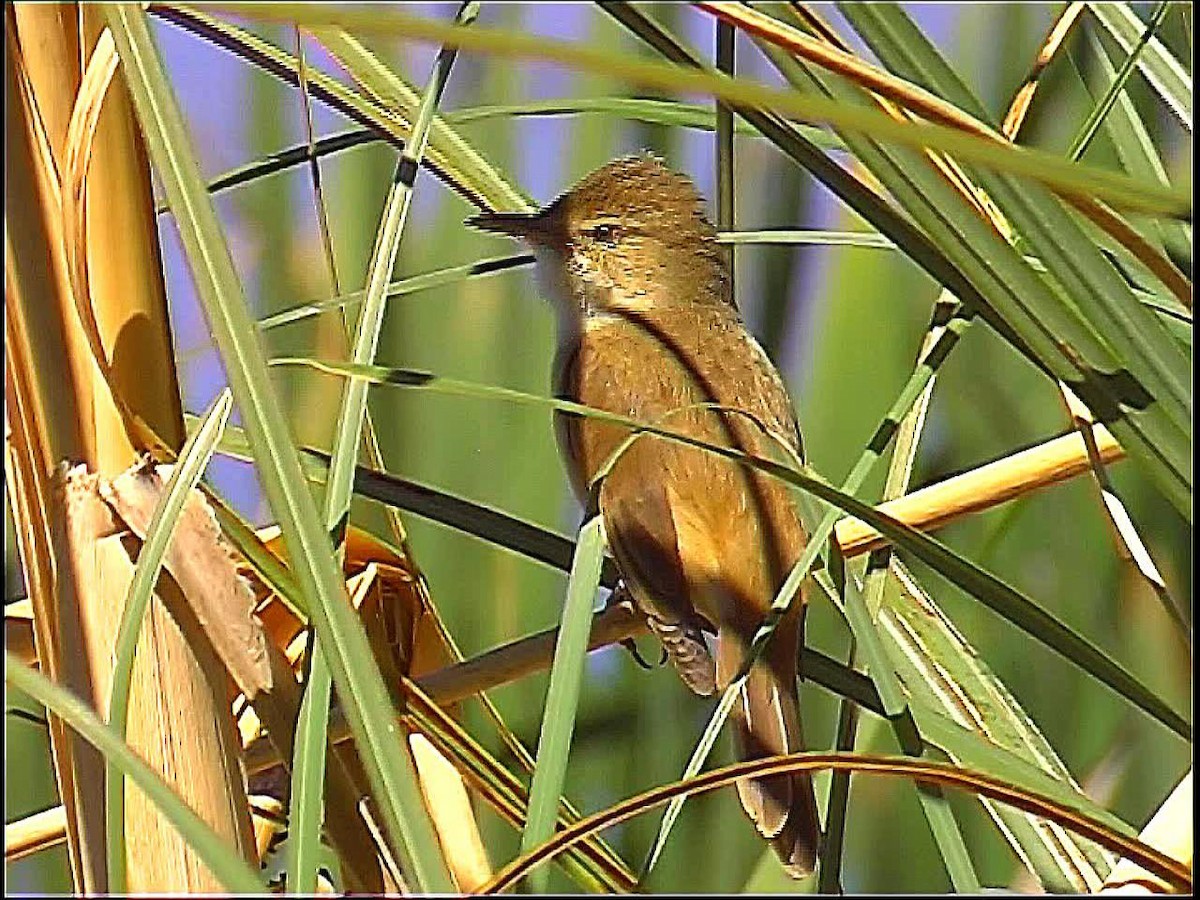 Australian Reed Warbler - ML237112021