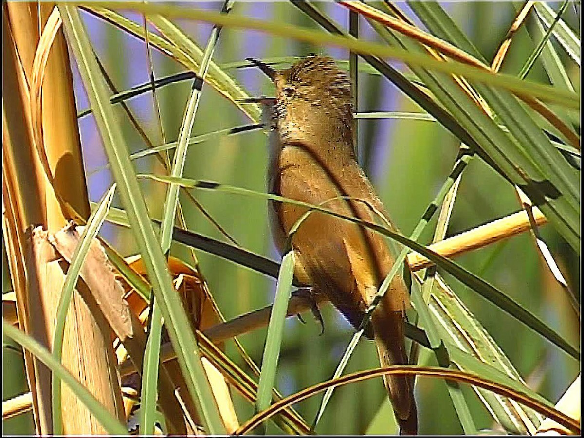 Australian Reed Warbler - ML237112031