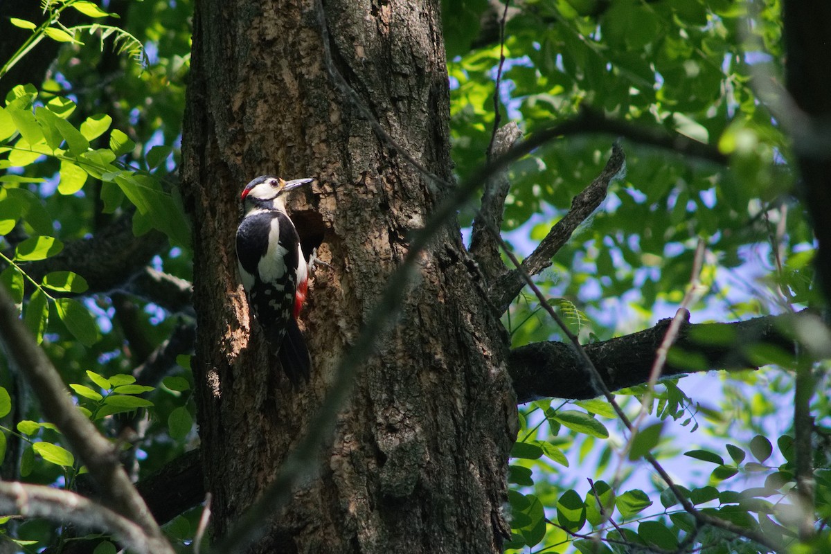 Great Spotted Woodpecker - Lorenzo Cocco